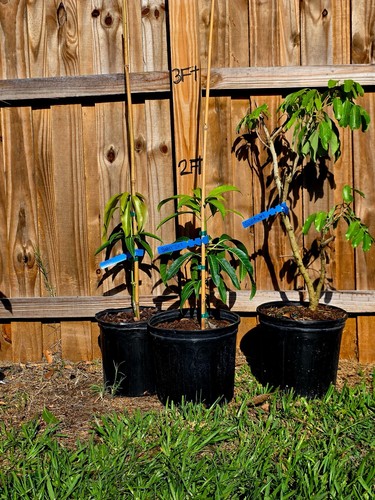 Trees special custom - trees, per