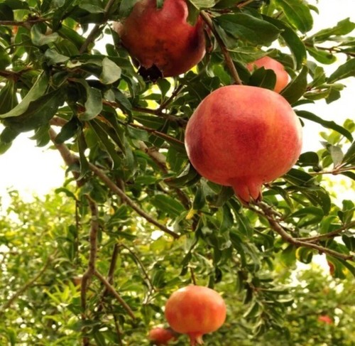 Pomegranate tree 2 fruit - pomegranate,