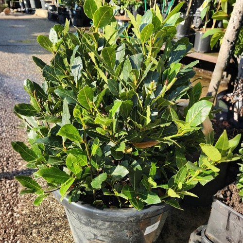 Laurus nobilis bay - laurus,