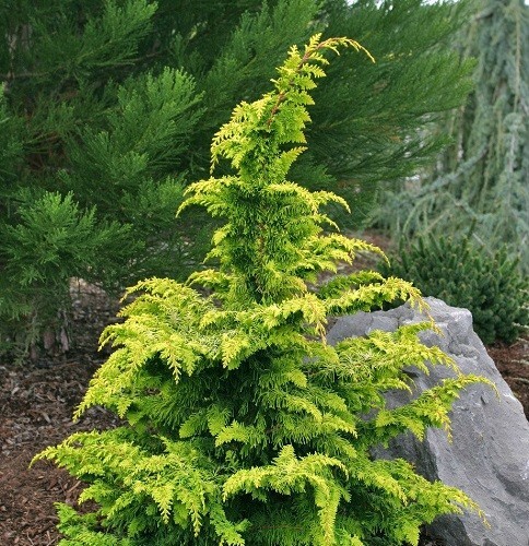Golden fernleaf hinoki cypress - fernleaf,