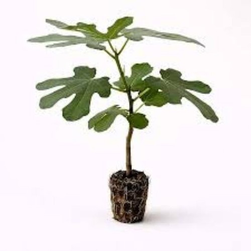 Black mission fig - mission, tree