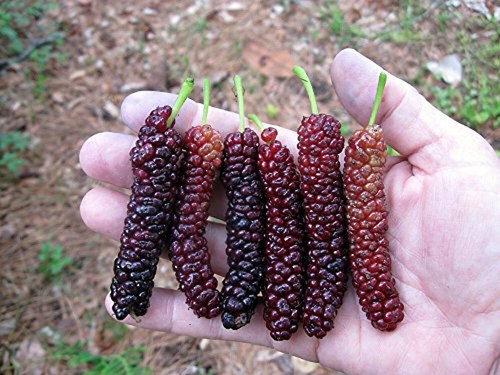 Pakistan long mulberry tree - long,