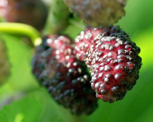 Mulberry tree dwarf - mulberry,