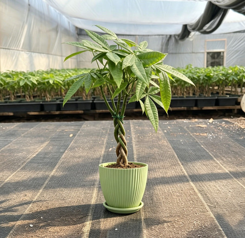 Money tree live plant - tree,