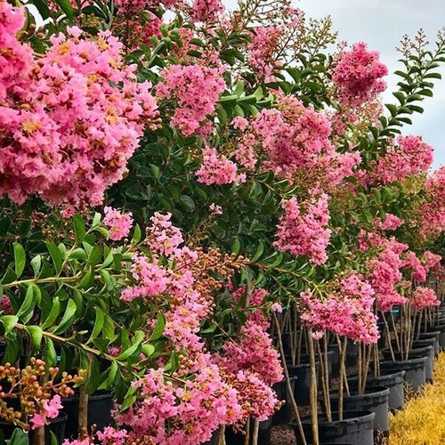 Sioux pink crape myrtle - pink,