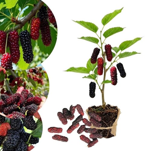 Illinois everbearing mulberry - everbearing,