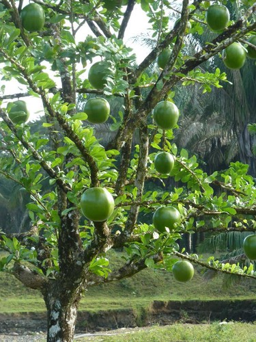 Morro tree live - morro,