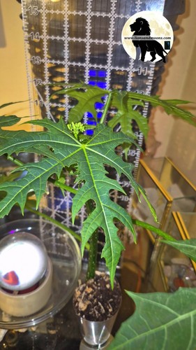Chaya tree live - tree, plant