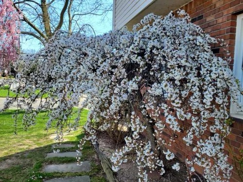 Japanese weeping cherry - weeping,