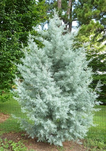 Blue ice arizona cypress - ice, tree