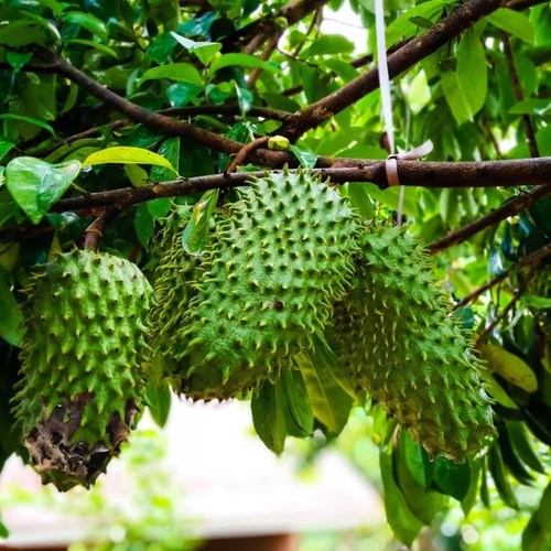 Sweet soursop tree live - live, plant