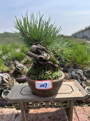 Japanese black pine bonsai - black,