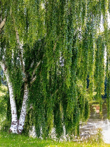 European weeping white birch - white,