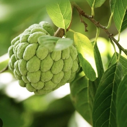 Sugar apple dai - 1,