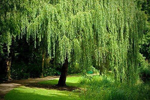 Weeping willow tree - willow, tree-