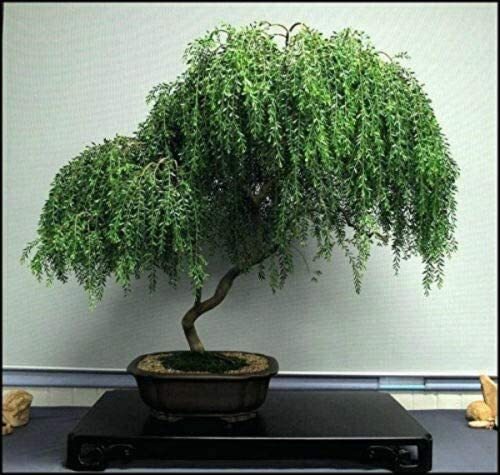 Weeping willow bonsai live - willow,