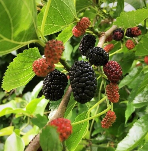 Live mulberry tree well - well, rooted