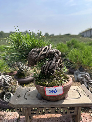 Japanese black pine bonsai - japanese,
