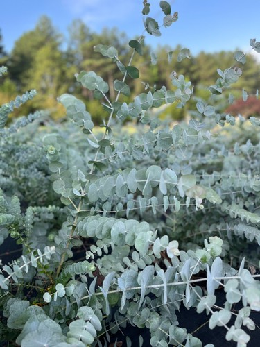 Eucalyptus cinerea silver - eucalyptus,