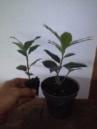 Laurus nobilis bay - laurus, 'bay