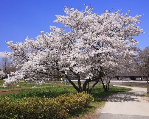 Yoshino ornamental flowering - yoshino,