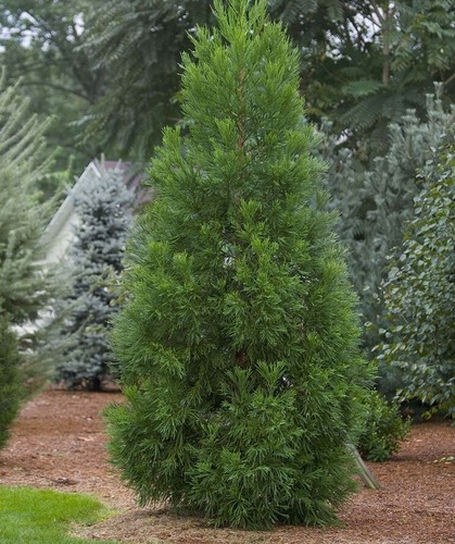 Radicans cryptomeria - radicans, (