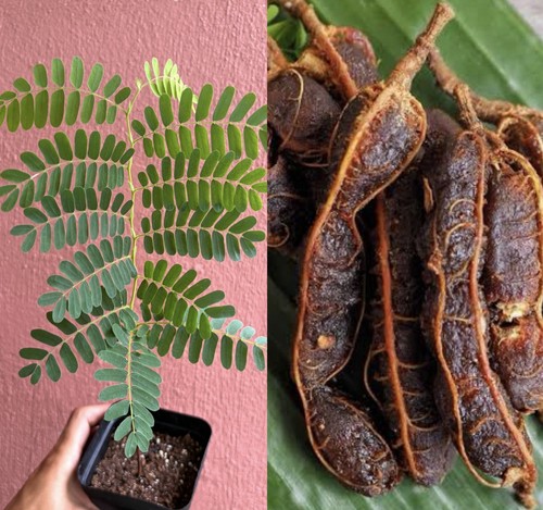 Sweet tamarind tree - sweet,